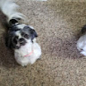 Meet your Posher, Lindsay